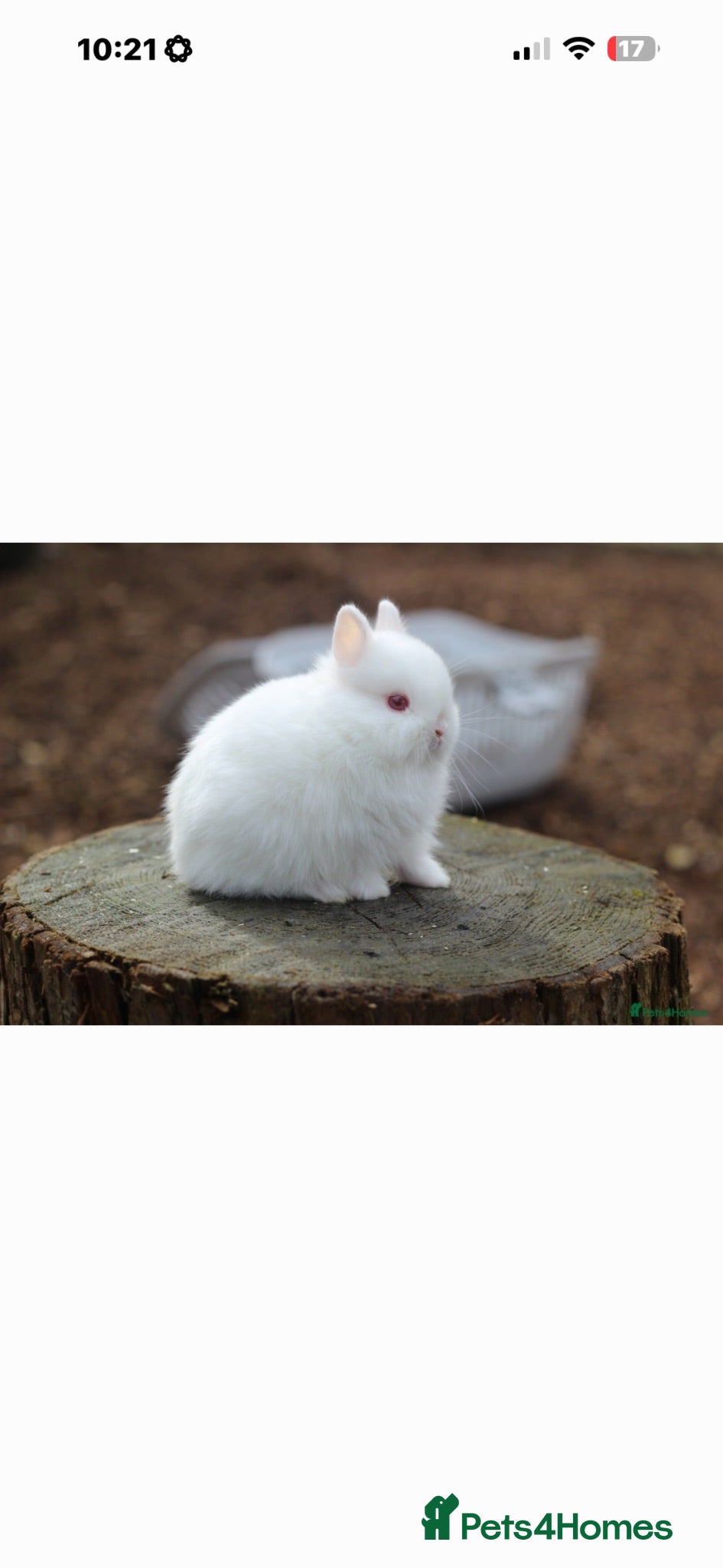 Netherland Dwarf rabbits Netherland Dwarf  - Advert 2