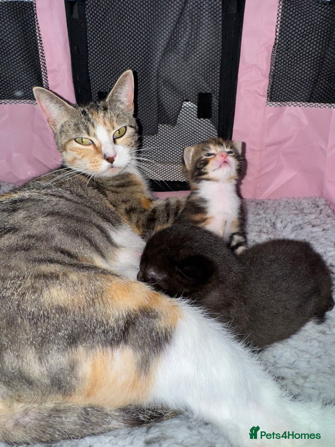 Mixed Breed cats for sale: Beautiful half Maine coon kittens  - Advert 14
