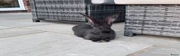 Continental Giant rabbits for sale: 8 Continental Giant Babies - Advert 1