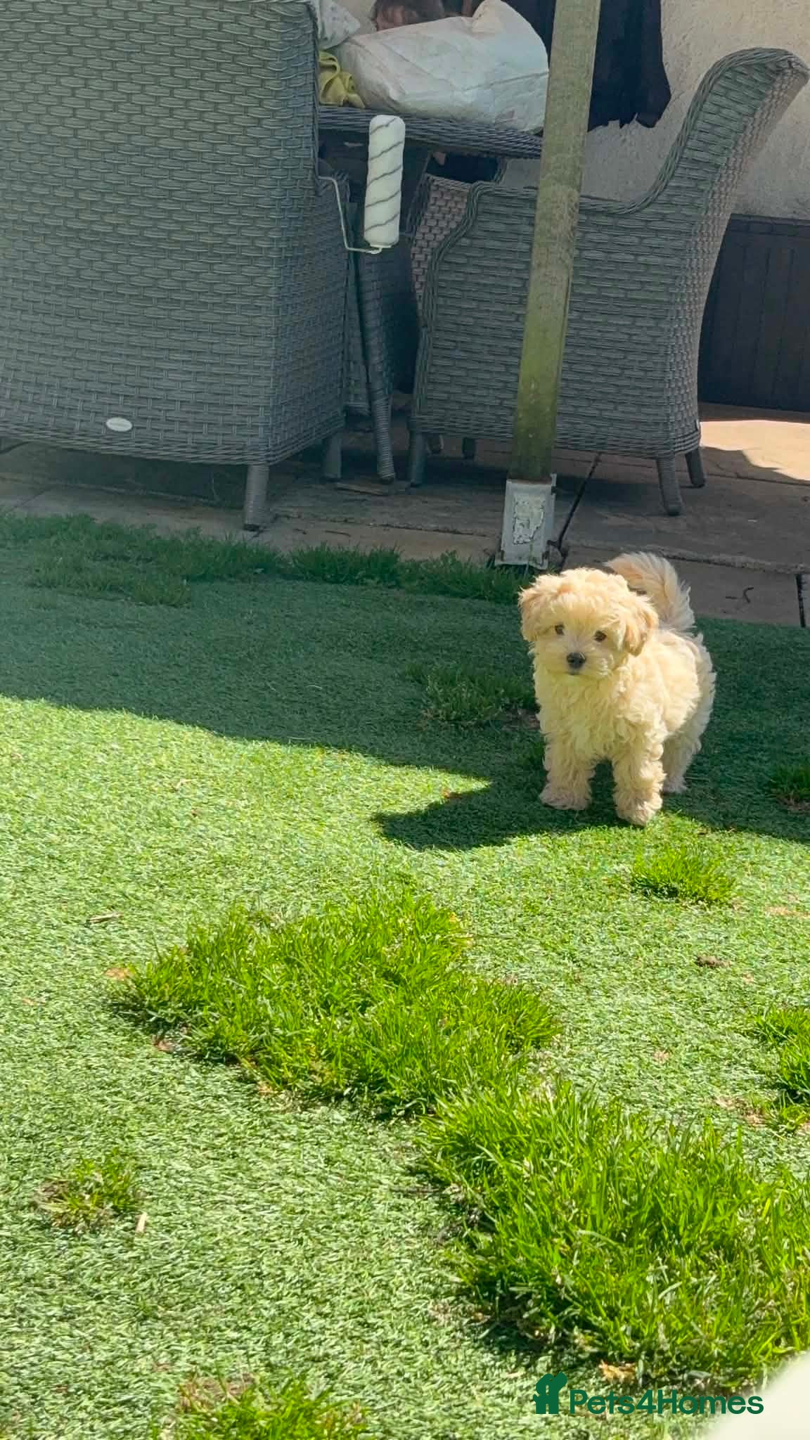 Maltipoo dogs Beautiful Maltipoo little boy - Advert 2