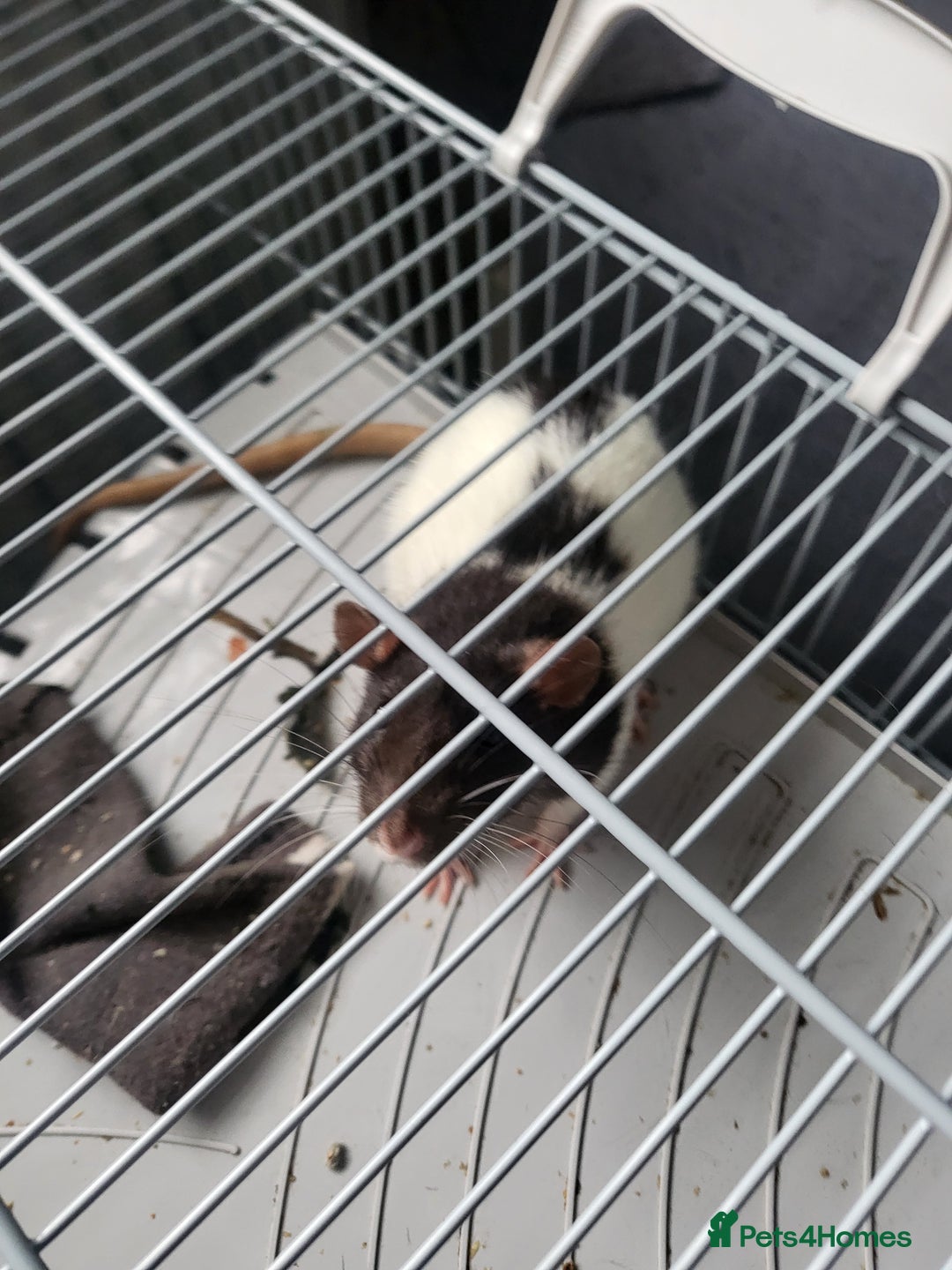 Rat rodents for sale: Fancy Rats.  - Image 2
