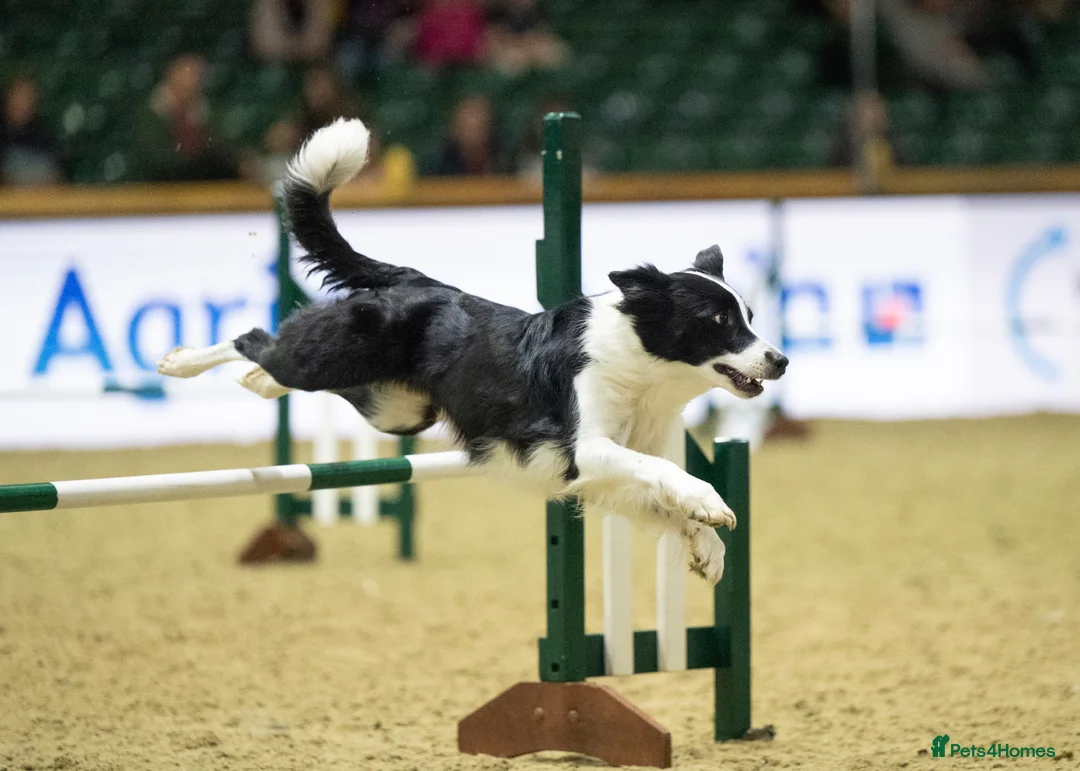 Border Collie dogs for sale: Litter expected June/July 2026 - Advert 2