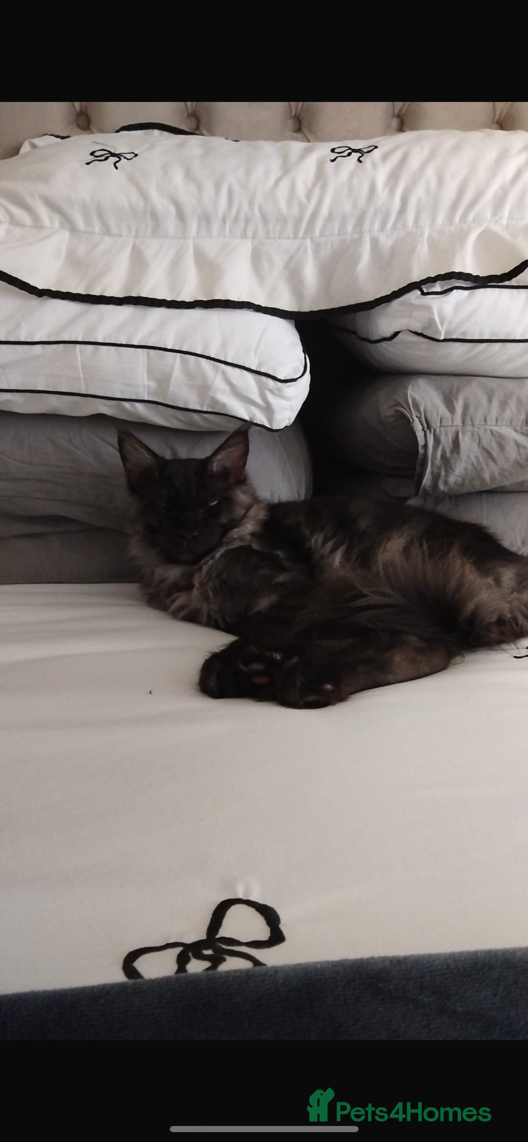 Maine Coon cats for sale: Big main coon - Image 1
