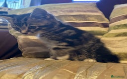 Mixed Breed cats for sale: Stunning fluffy and short haired ready now  - Image 7