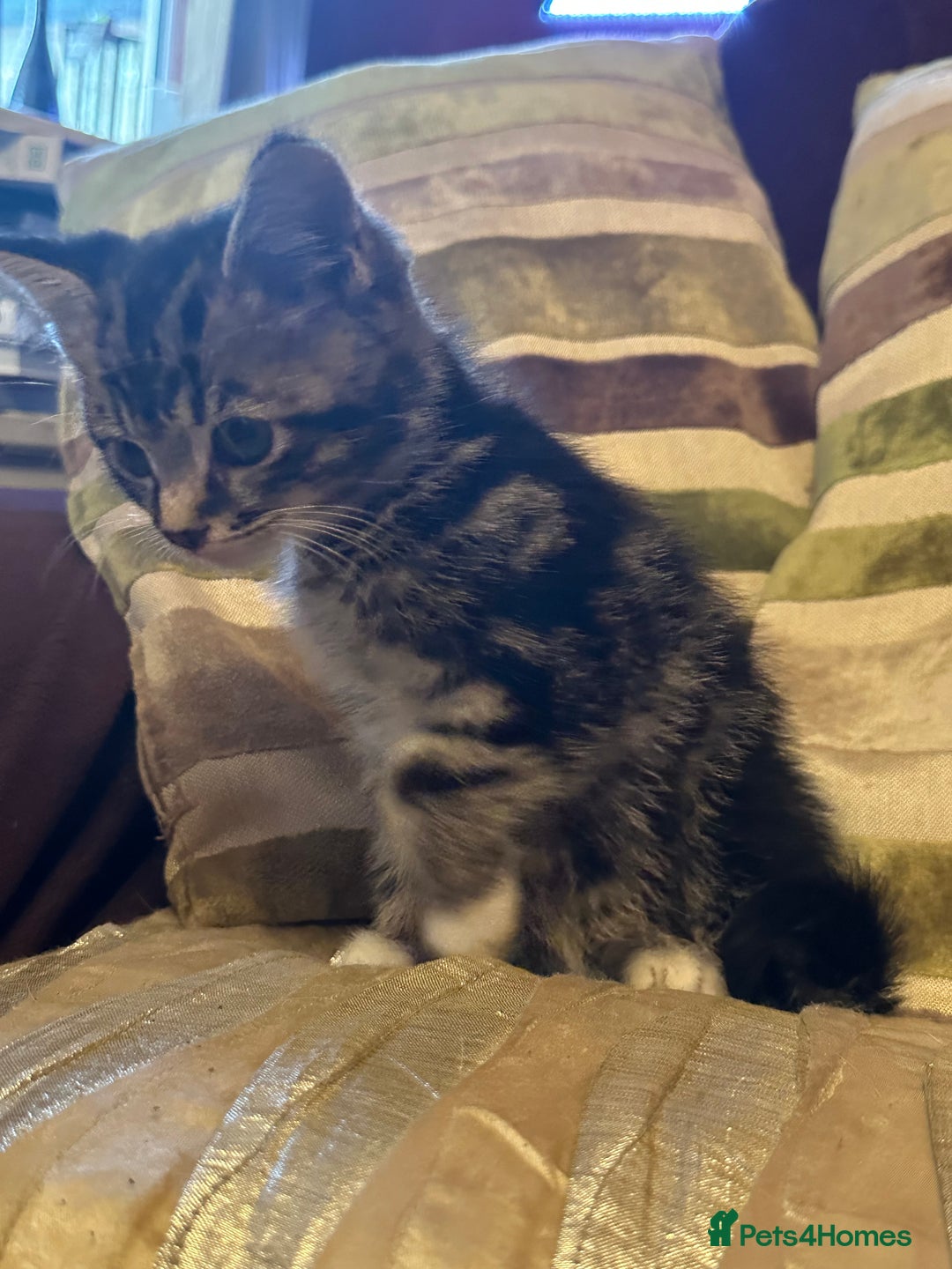 Mixed Breed cats for sale: Stunning fluffy and short haired ready now  - Image 7