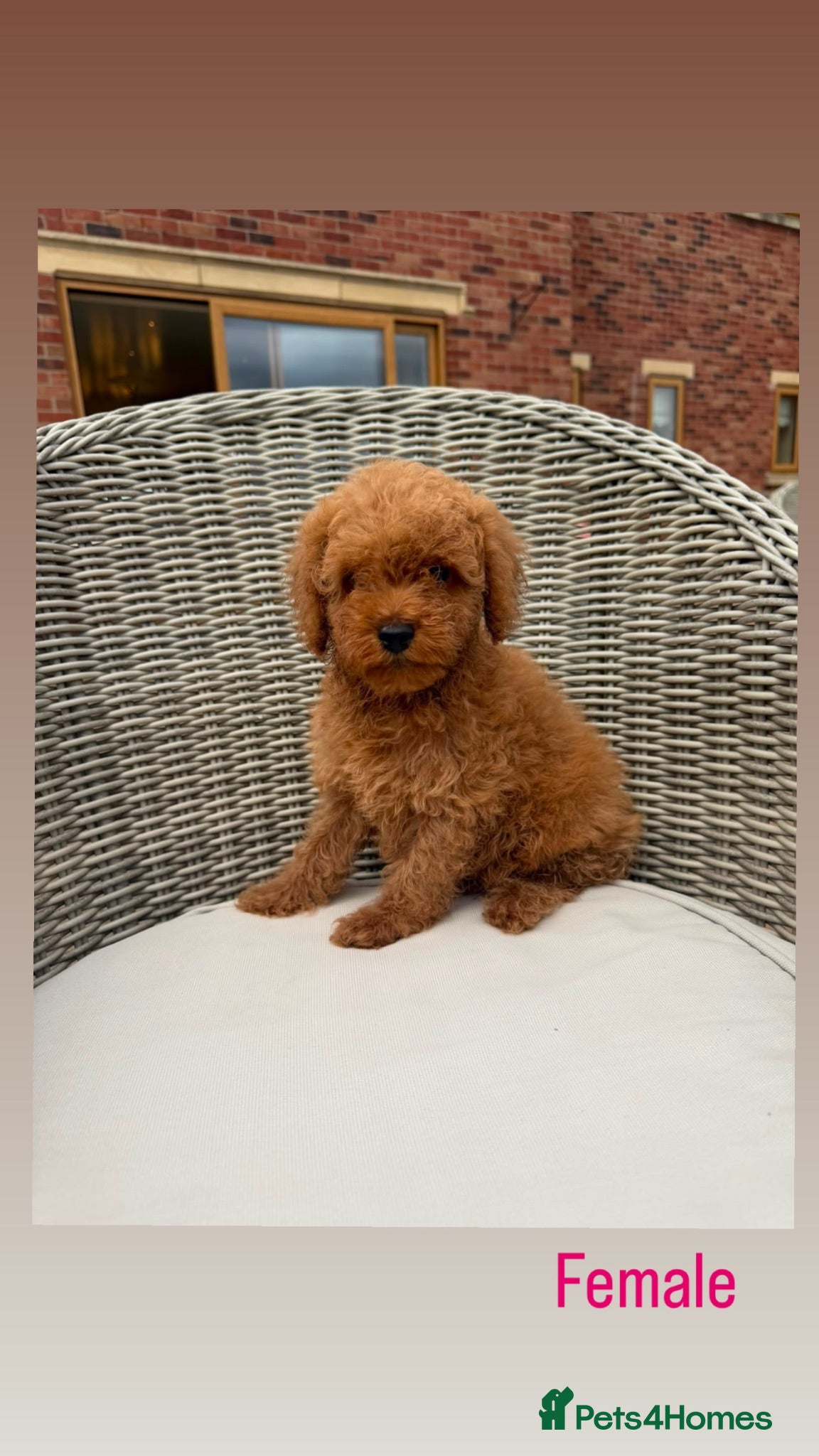 Mini Goldendoodle dogs F1b red miniature Labradoodles - Advert 2