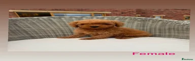Mini Goldendoodle 5