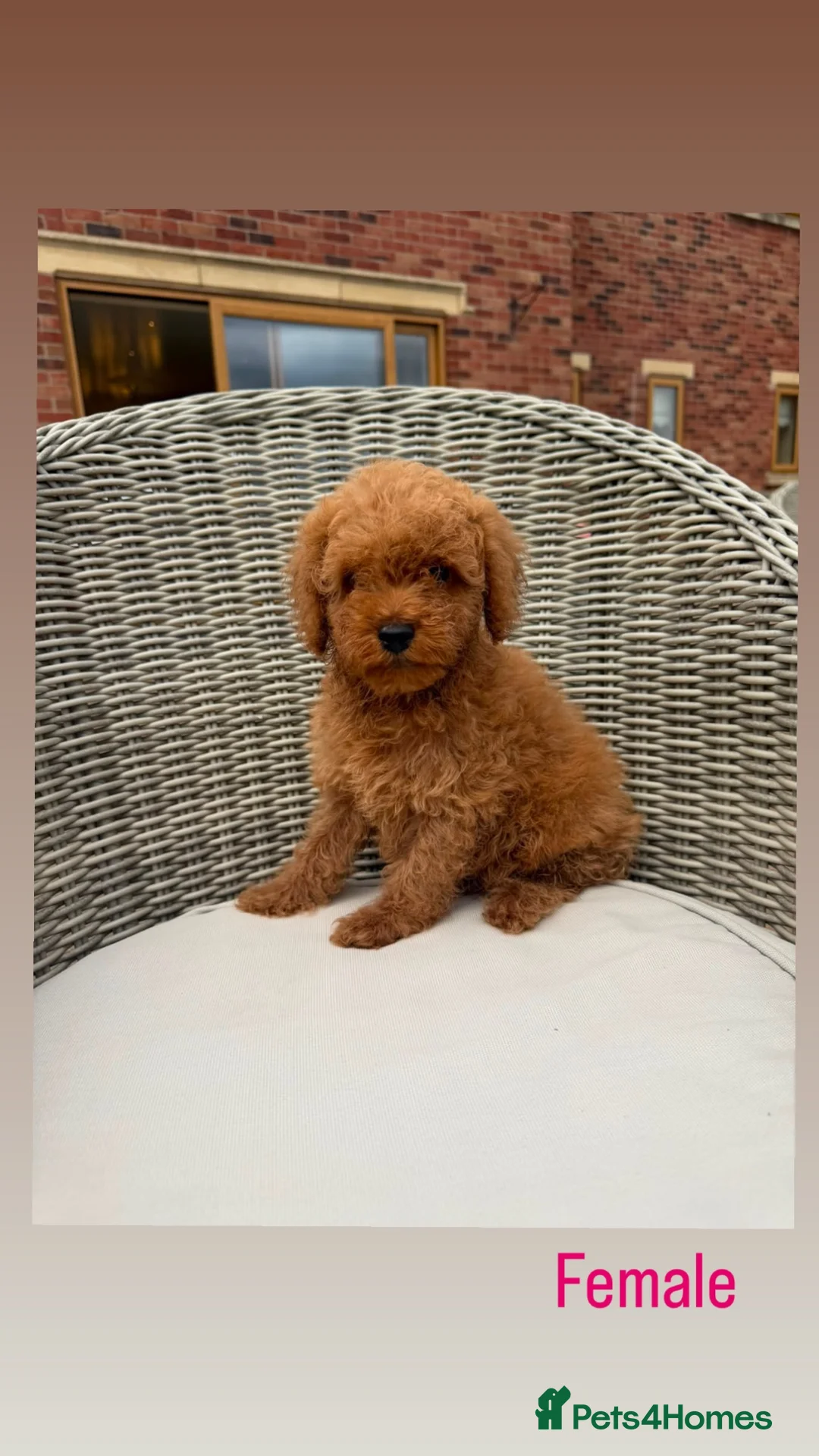 Mini Goldendoodle dogs for sale: F1b red miniature Labradoodles - Advert 2