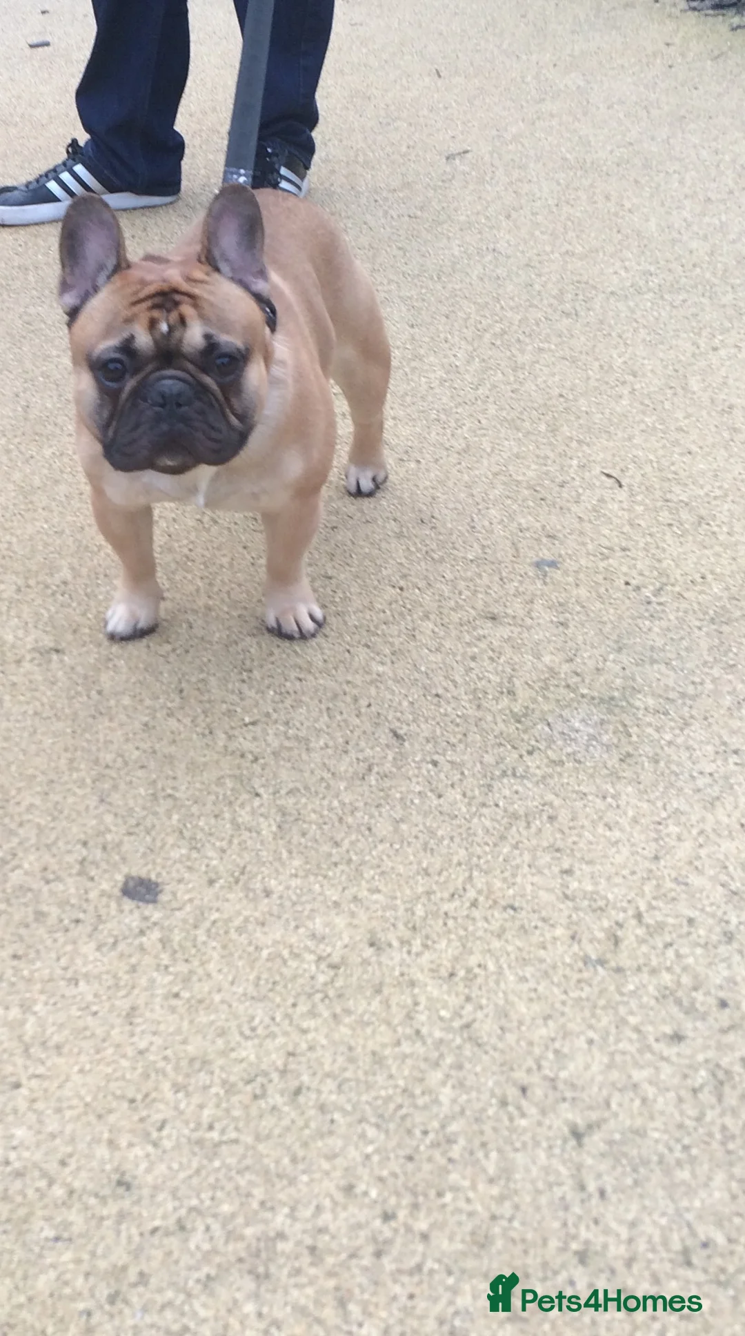 French Bulldog dogs for stud: Henri show winning red fawn stud  - Advert 6