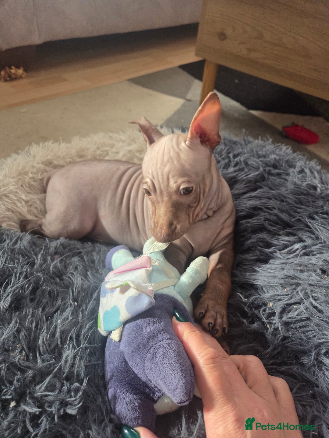 Mexican Hairless dogs for sale: American hairless terrier  - Advert 8