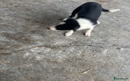 Bearded Collie dogs for sale: 2 collies for sale  - Image 4