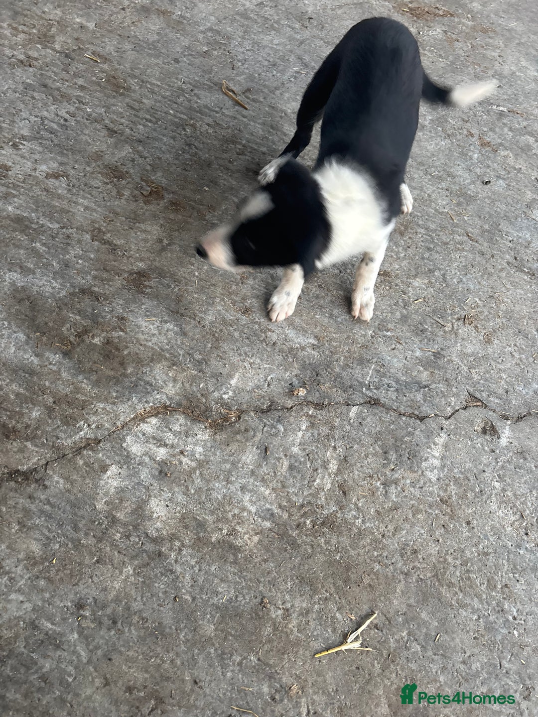 Bearded Collie dogs for sale: 2 collies for sale  - Image 4