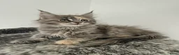 Maine Coon cats for sale: 🐾 Georgous TICA Maine Coon Kittens🐾 - Advert 6