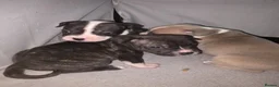 Mixed Breed dogs for sale: French bulldog x Staffordshire bull terrier - Advert 30
