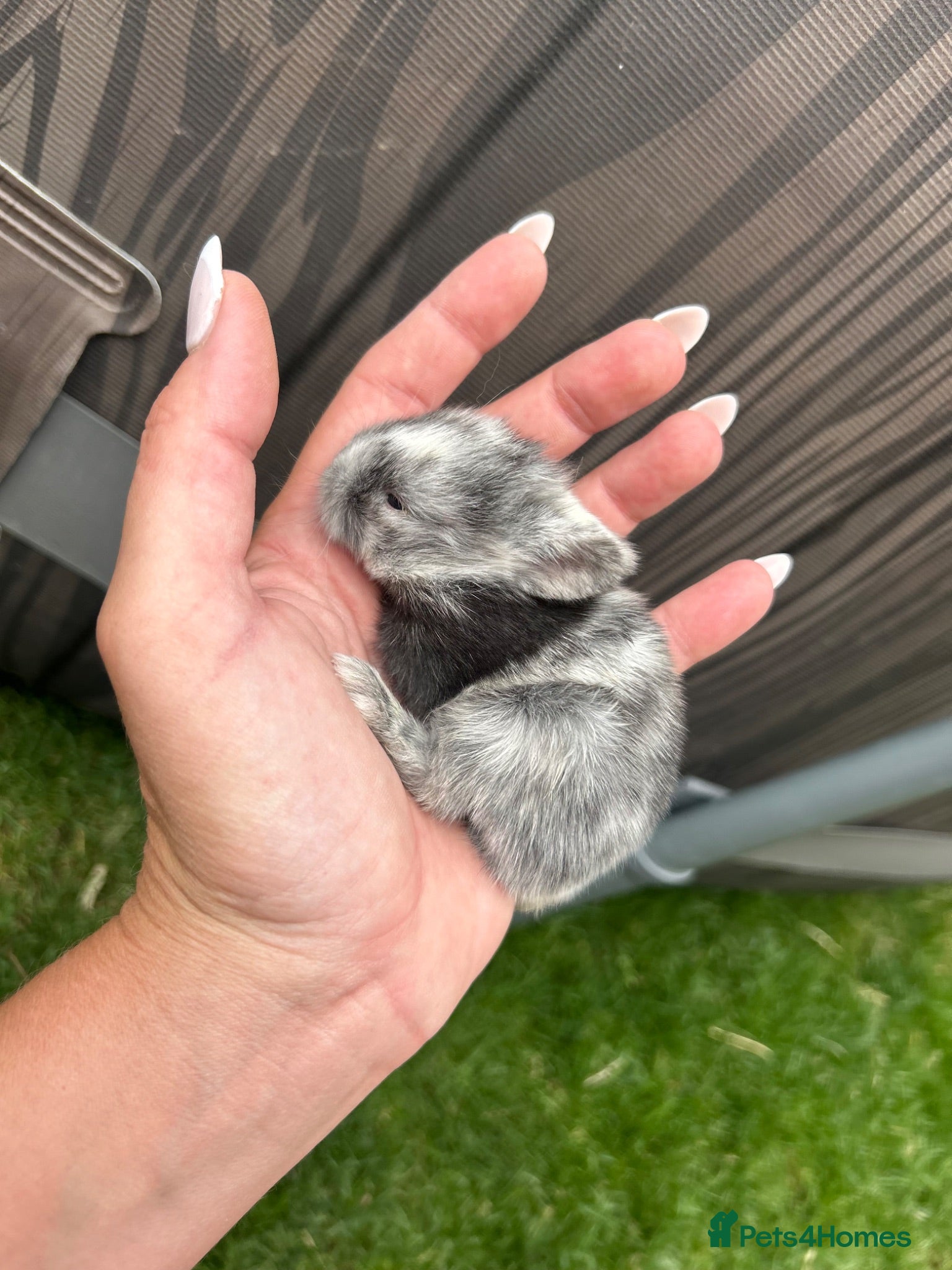 Mixed Breed rabbits *Lion head x Rex some ready now* - Advert 12