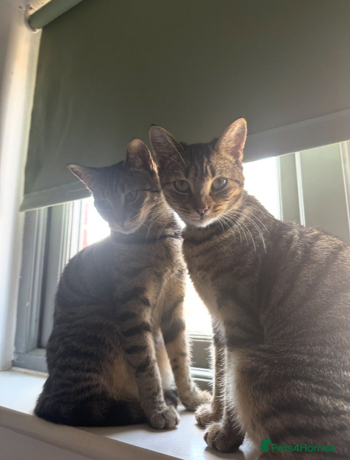 American Shorthair cats Two cats for sale, mum and daughter - Advert 2