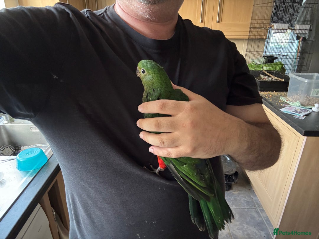 Parrots birds for sale: Baby hand reared Australian king parrots - Image 5