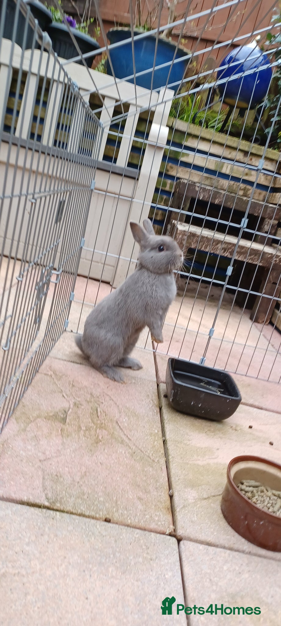 Netherland Dwarf rabbits Netherland dwarf rabbit.  Male  - Advert 7