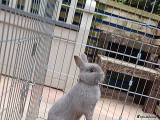 Netherland Dwarf rabbits Netherland dwarf rabbit. Male - Advert 7