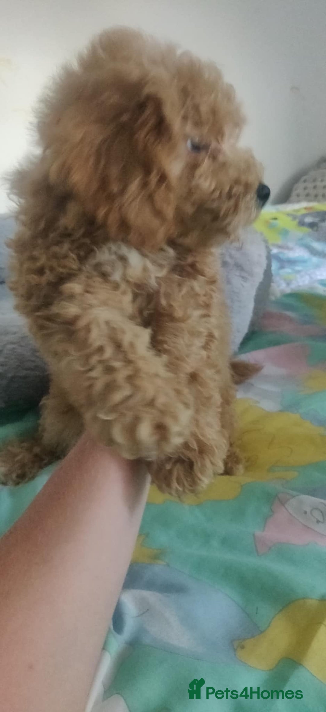 Maltipoo dogs for sale: Beautiful maltipoo puppys - Image 10