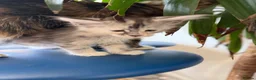 Maine Coon cats for sale: Long faced Maine Coon Kittens - Advert 20