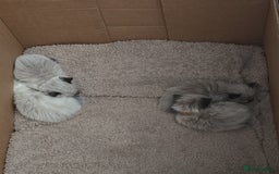 Ragdoll cats for sale: Two beautiful ragdolls left - Image 5