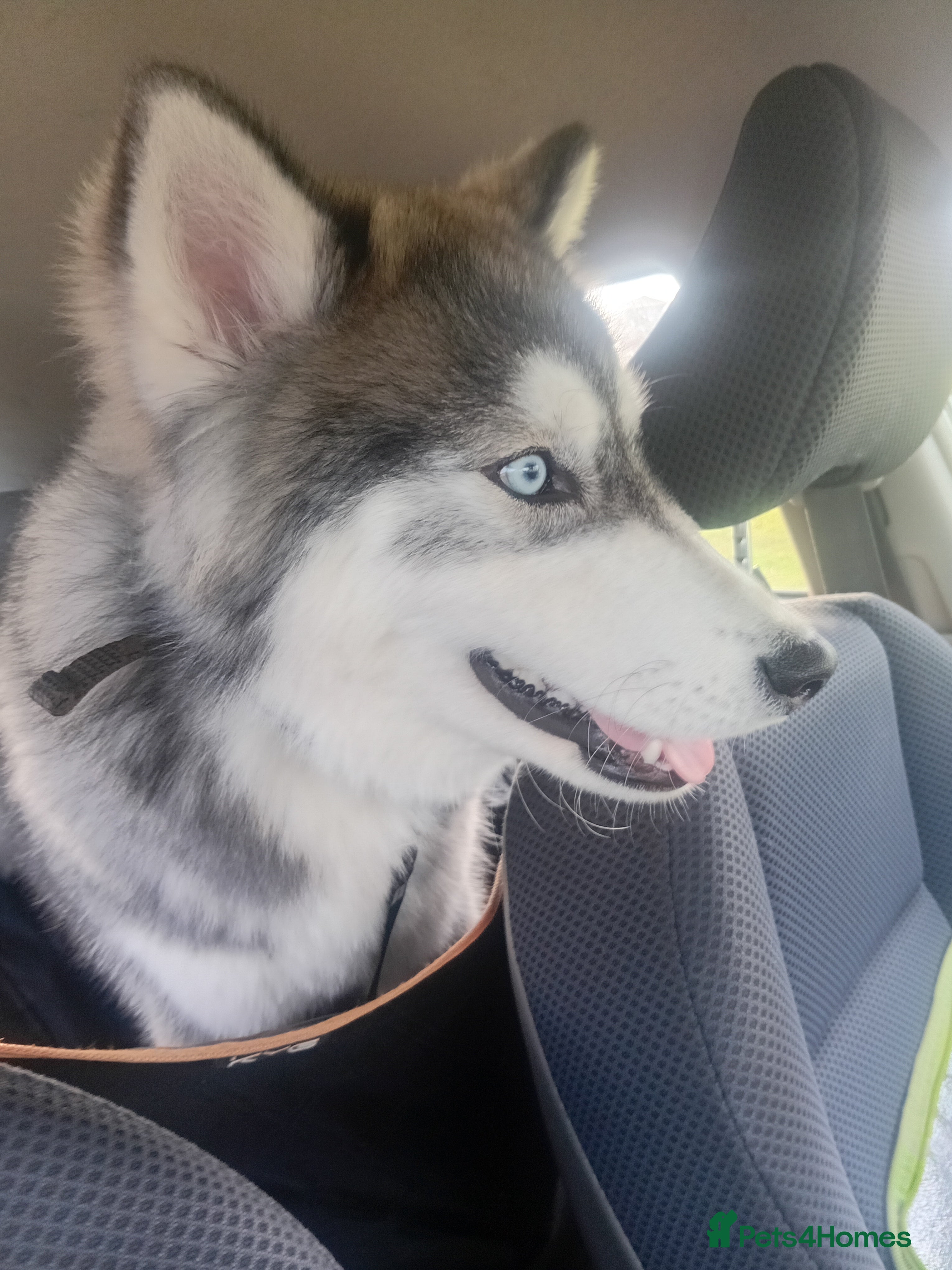 Siberian Husky dogs Serbian Husky  - Advert 3