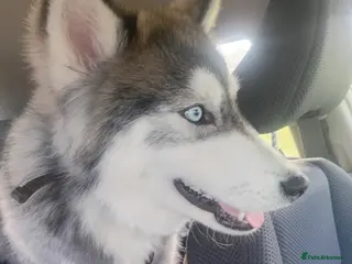 Siberian Husky dogs Serbian Husky - Advert 1