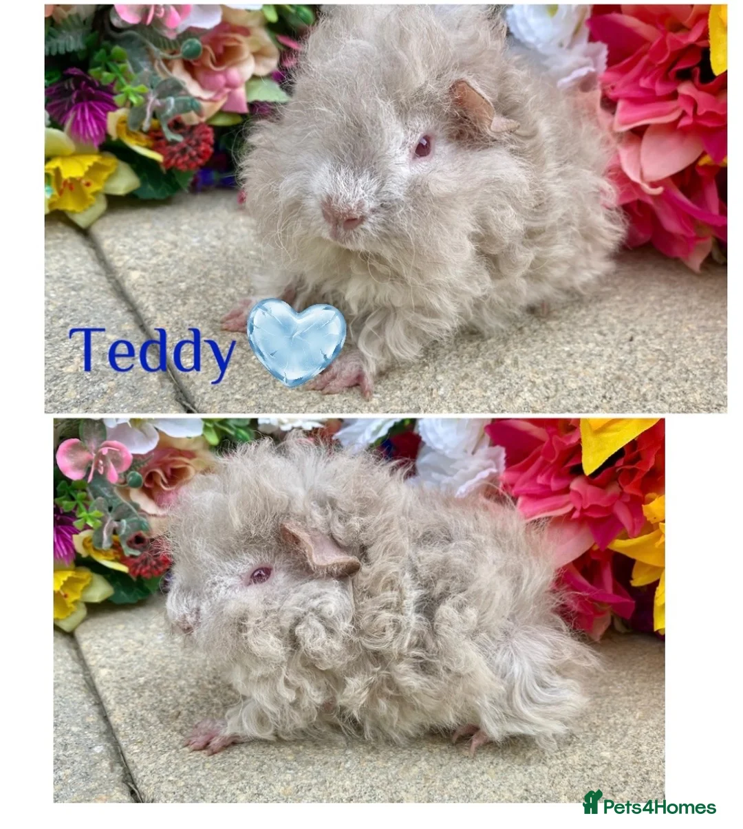 Guinea Pig rodents for sale: Pedigree Lunkarya Guinea pigs ready now  - Advert 3