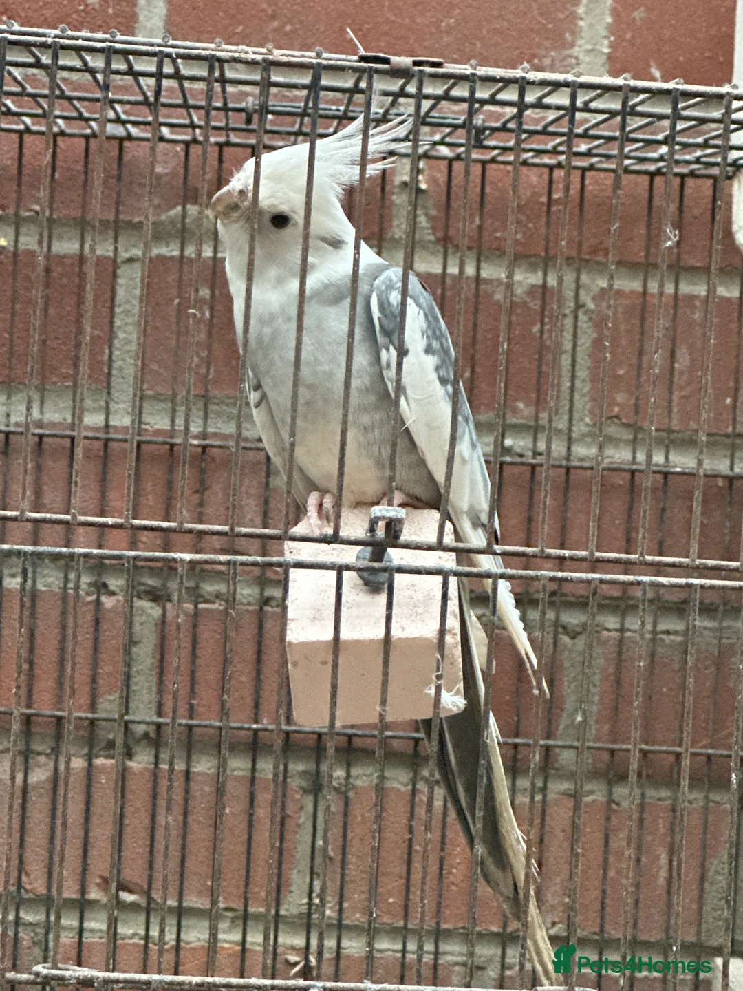 Cockatoo birds for sale: Proven breeding pair of Cocktail - Advert 3