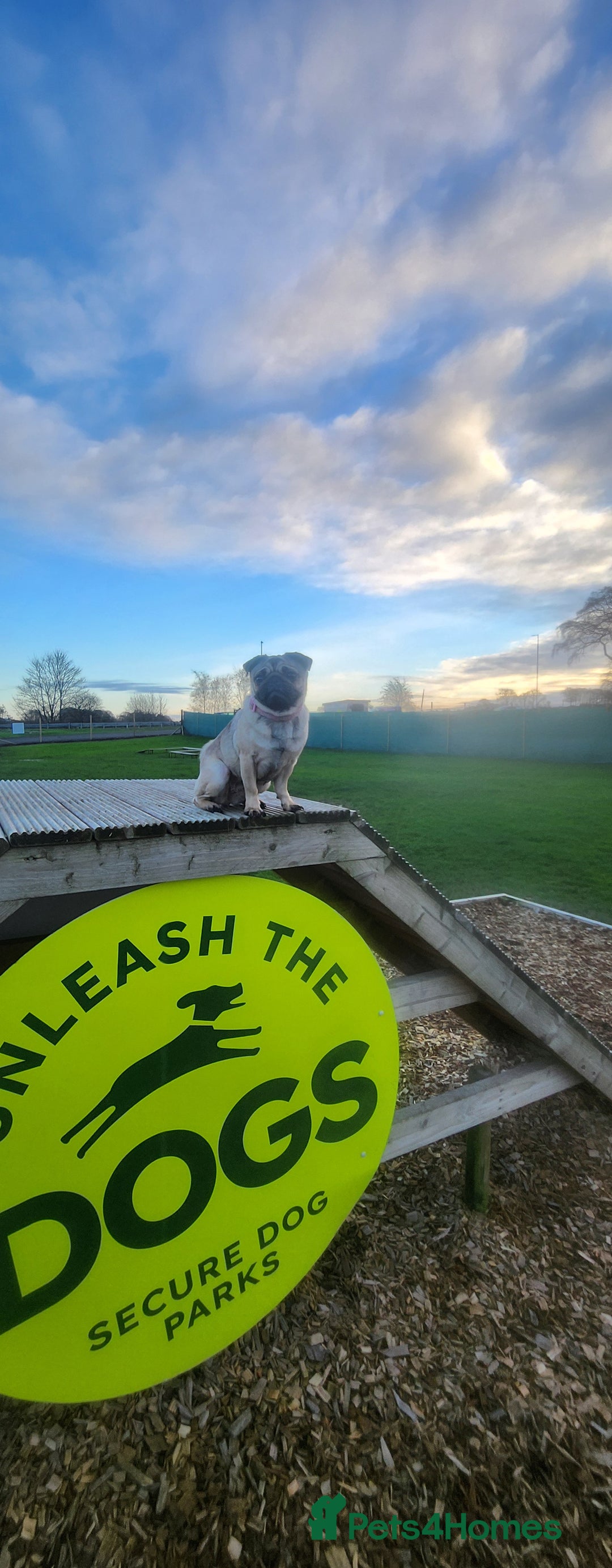 Pug dogs for sale: 1 year old Nala the pug - Advert 1