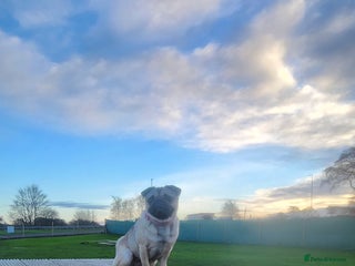 Pug dogs 1 year old Nala the pug - Advert 1