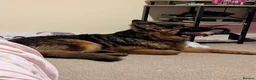 German Shepherd dogs for sale: Chase  in Uxbridge - Advert 4