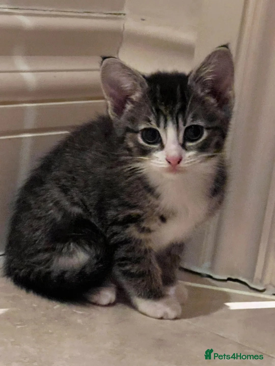 Mixed Breed cats for adoption: Rescue silver tabby kitten, Cricket needs a home  - Advert 1