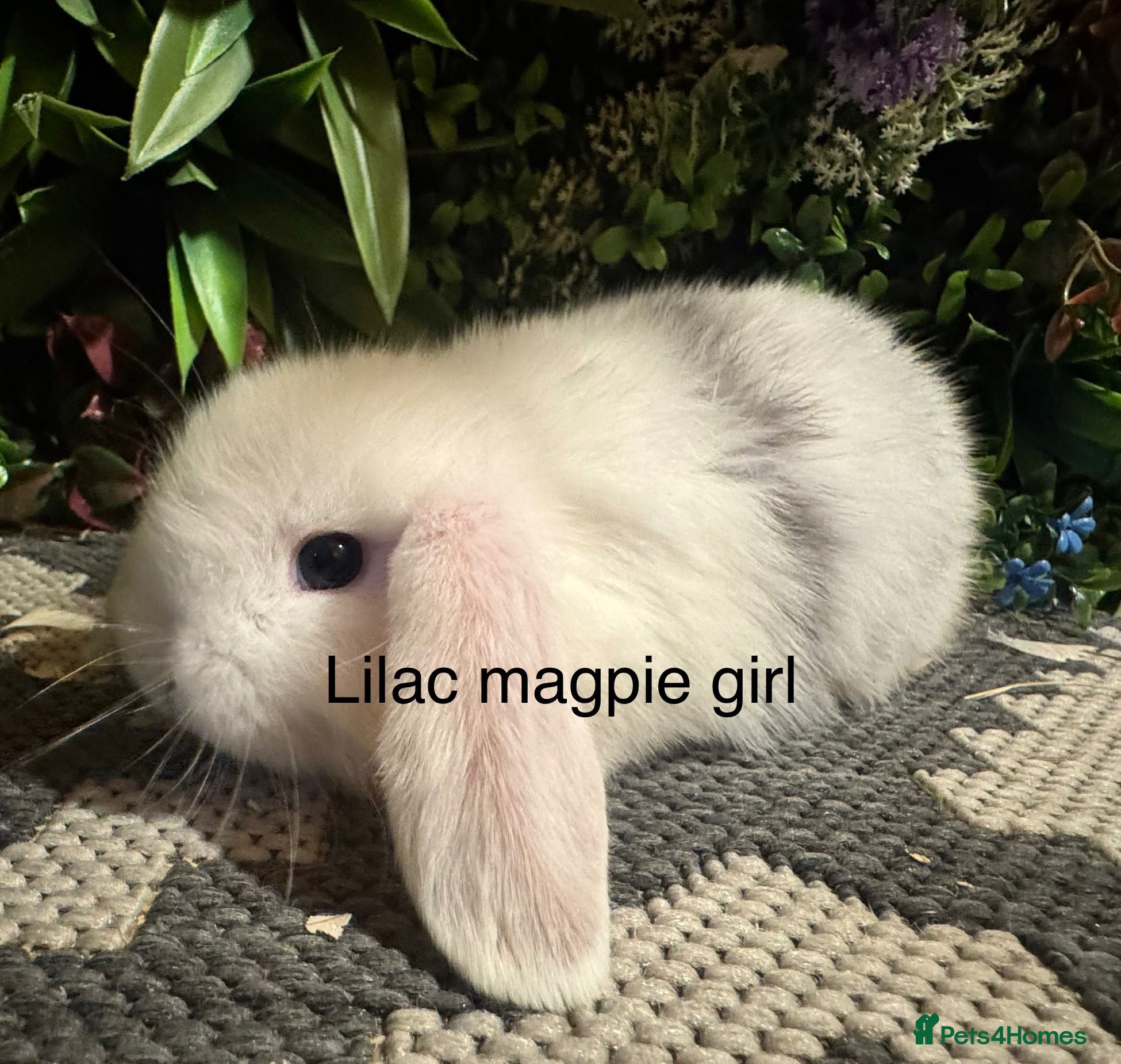 Mini Lop rabbits Pure bred mini lops ready to preorder  - Advert 2