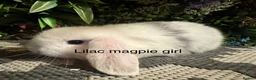 Mini Lop rabbits for sale: Pure bred mini lops ready to preorder  - Advert 6