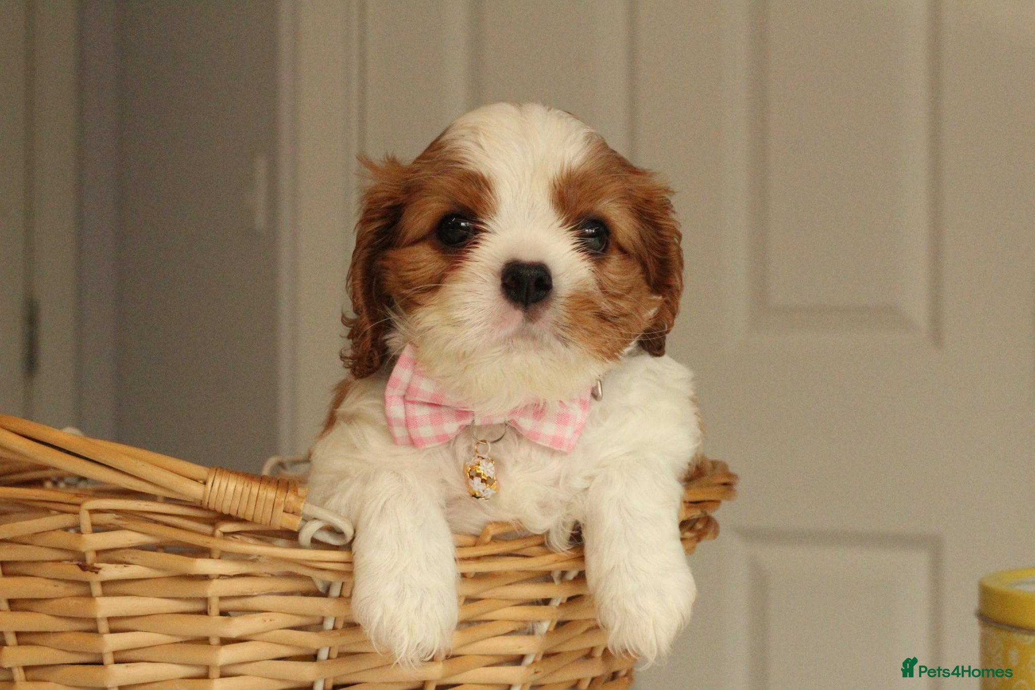 Cavalier King Charles Spaniel dogs Last Boy KC reg TOP standard CKCS  - Advert 2