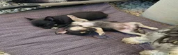 Chihuahua dogs for sale: Black and tan Chihuahua girl puppy - Advert 8