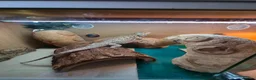 Bearded Dragon reptiles for sale: 3 year old Bearded Dragon with vivarium, lighting, - Advert 2