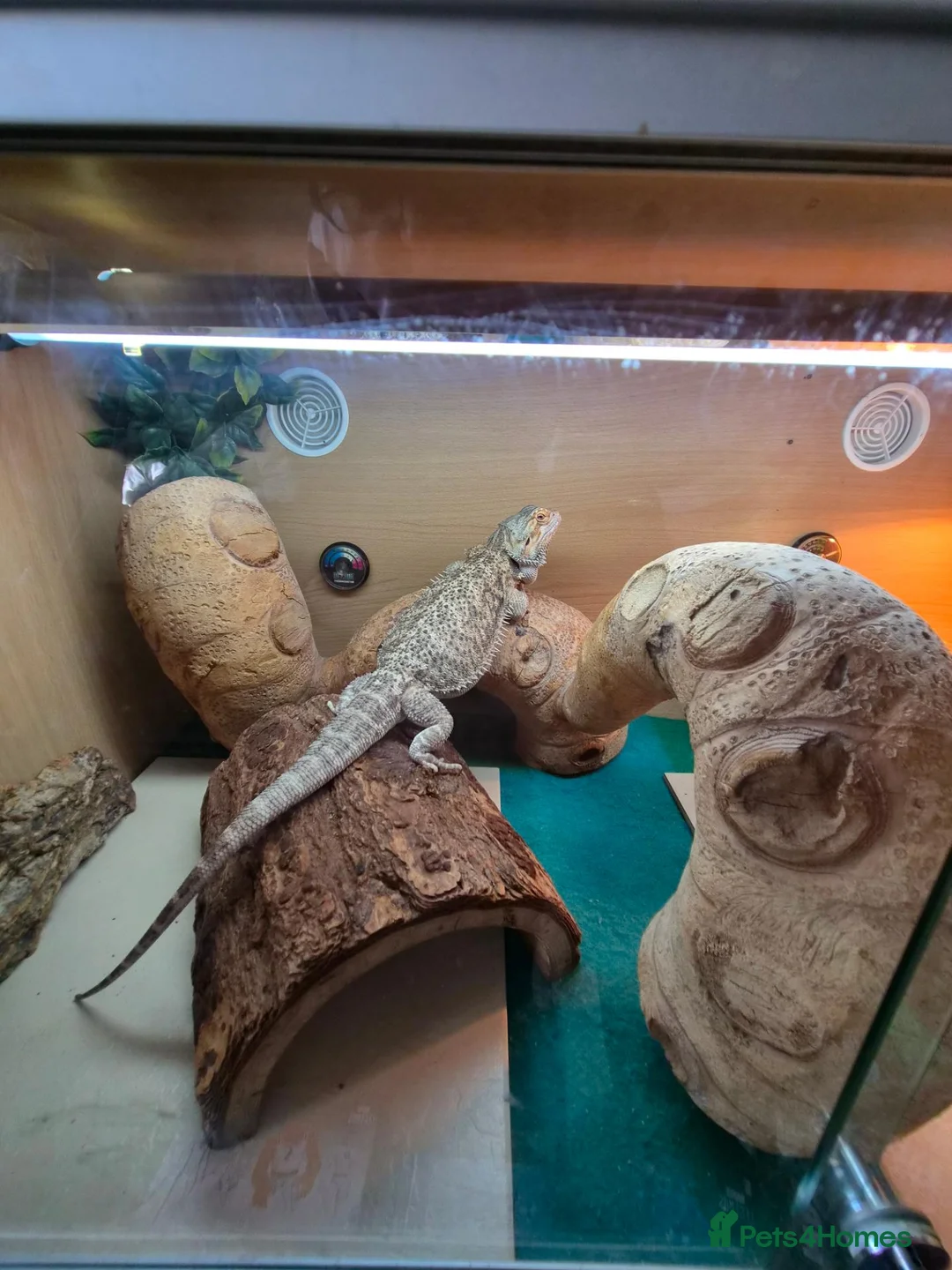 Bearded Dragon reptiles for sale: 3 year old Bearded Dragon with vivarium, lighting, - Advert 2