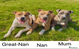 Staffordshire Bull Terrier dogs for sale: Stunning litter of Staffs - Image 15
