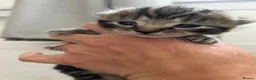 Mixed Breed cats for sale: Mixed tabby and bengal kittens  in Tamworth - Advert 4