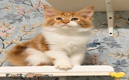 Maine Coon cats for sale: 🐾🦁 *TICA REG* GINGER MAINE COON KITTENS🦁🐾 - Image 10