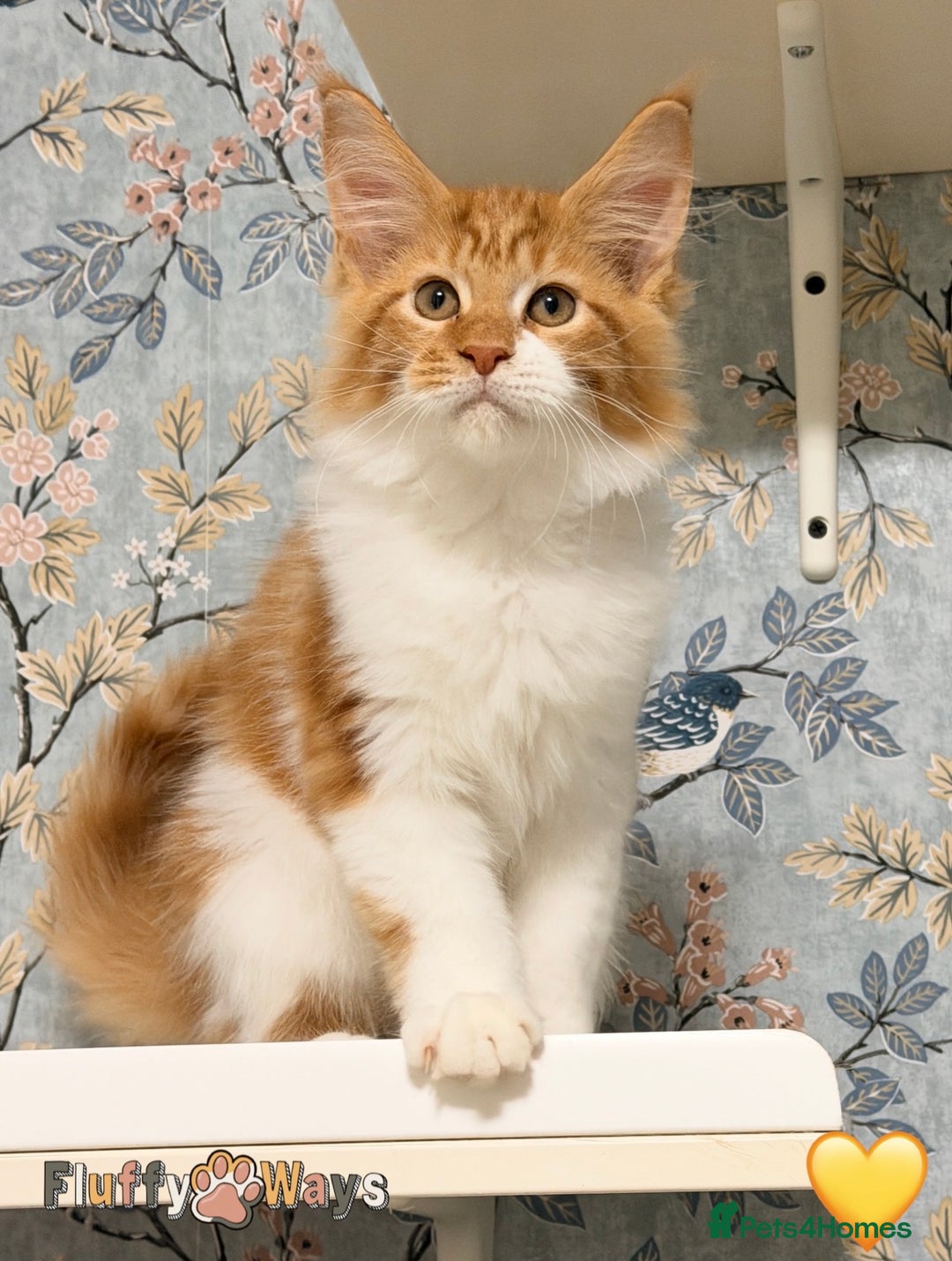 Maine Coon cats for sale: 🐾🦁 *TICA REG* GINGER MAINE COON KITTENS🦁🐾 - Image 10