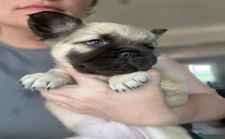 French Bulldog dogs - Advert 2
