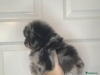 Pomeranian dogs UNIQUE POMERANIAN-LITTER READY ON 6TH OF FEBRUARY - Advert 16