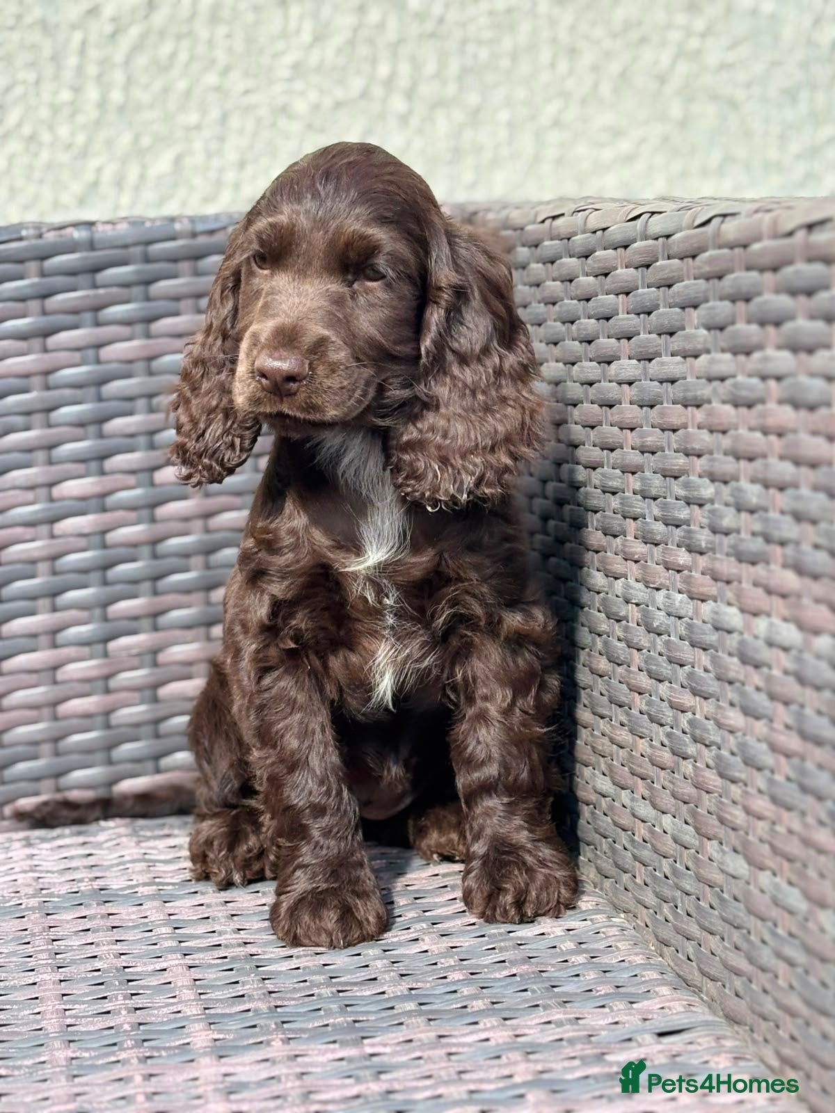 Cocker Spaniel dogs Beautiful top quality show type girls only  - Advert 13