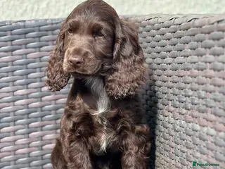 Cocker Spaniel dogs Beautiful top quality show type girls only - Advert 13