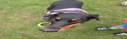 Dobermann dogs for sale: DOBERMAN PUPS CHAMPION BLOODLINES FULLY HEALTH   - Advert 1