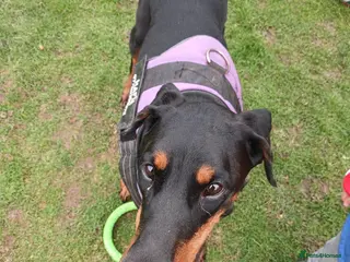 Dobermann dogs DOBERMAN PUPS CHAMPION BLOODLINES FULLY HEALTH - Advert 2